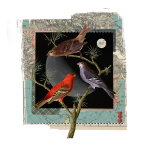 Moonbirds, collage by James Bates Signed limited edition of 150 42cm X 42cm Giccle archival pigment print